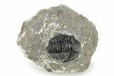 Detailed Gerastos Trilobite Fossil - Morocco #242768-3